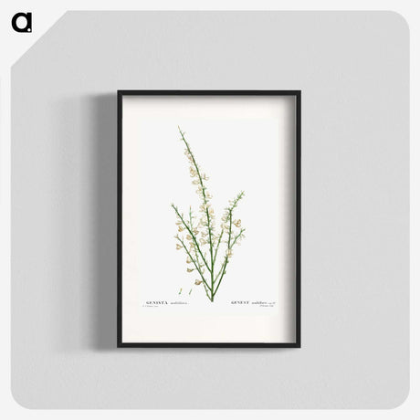 2-76_Treatise-on-Trees-and-Shrubs_blk