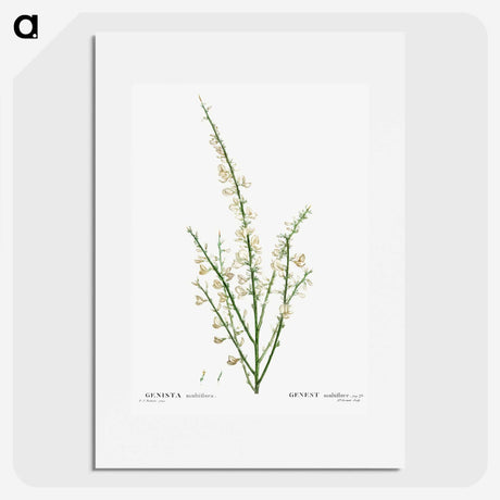 2-76_Treatise-on-Trees-and-Shrubs_picture