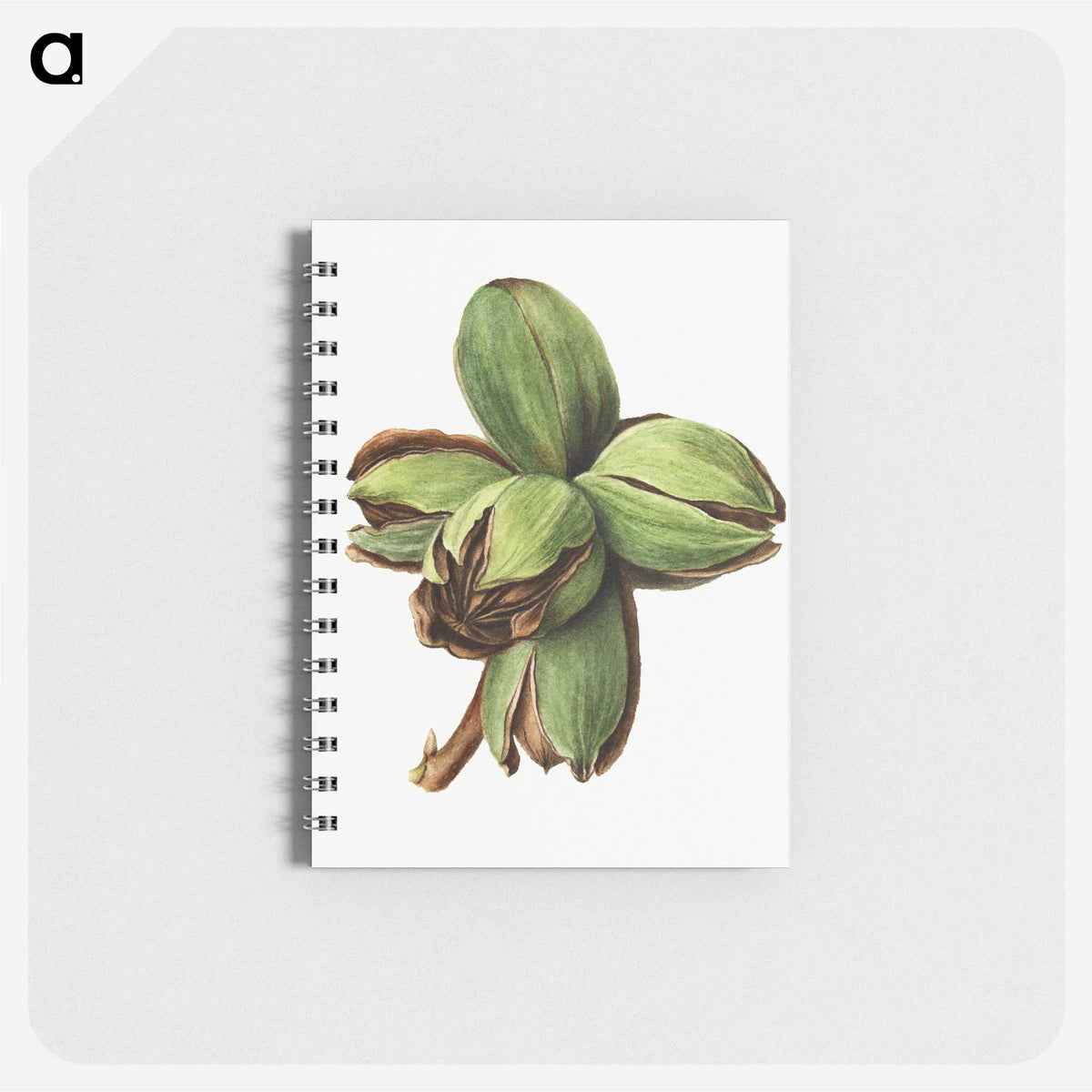 2-76_USDA-Watercolor-Fruit-Painting-Collection_memo