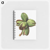 2-76_USDA-Watercolor-Fruit-Painting-Collection_memo