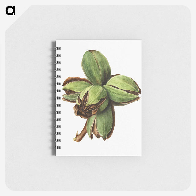 2-76_USDA-Watercolor-Fruit-Painting-Collection_memo