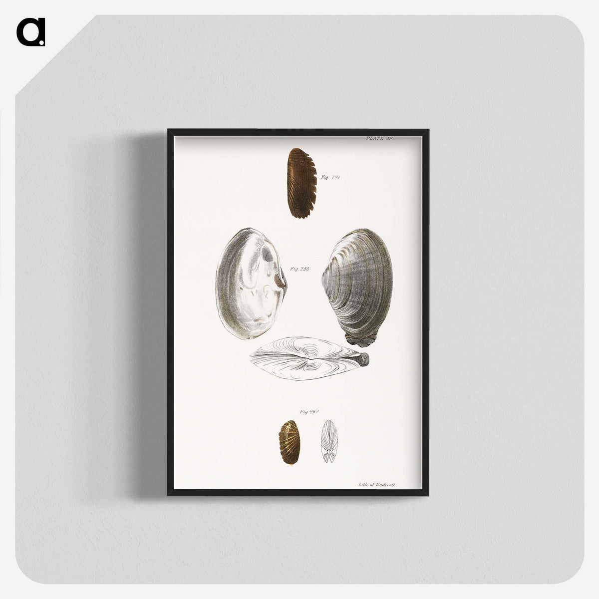 2-76_Zoology-of-New-York_blk-crop