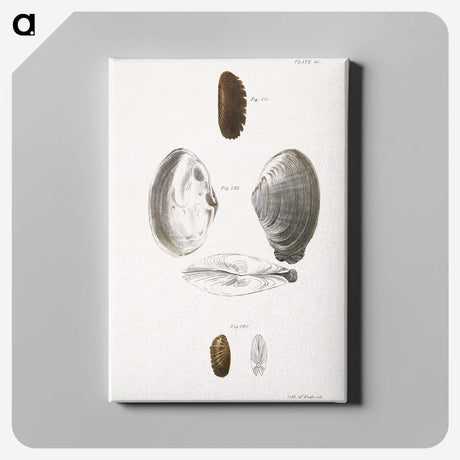 2-76_Zoology-of-New-York_canvas