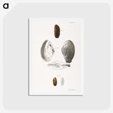 2-76_Zoology-of-New-York_hagaki