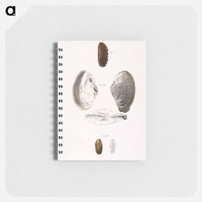 アートメモ帳-Mya arenaria. Solemya borealis. Solemya velum. - ニューヨークの動物学 Memo.