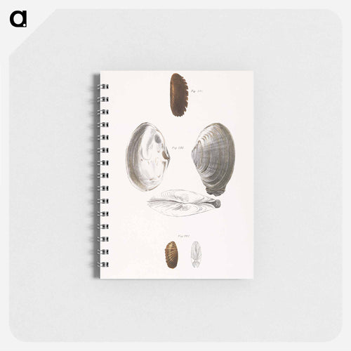 Mya arenaria. Solemya borealis. Solemya velum. - ニューヨークの動物学 Memo.