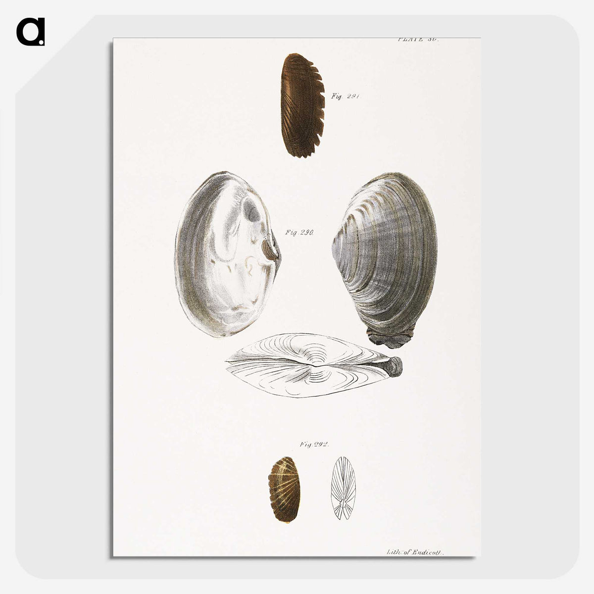 2-76_Zoology-of-New-York_picture-crop