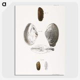 2-76_Zoology-of-New-York_picture-crop