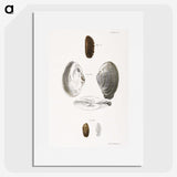 2-76_Zoology-of-New-York_picture