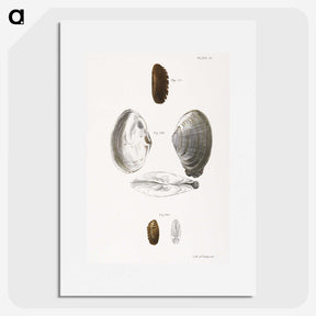 2-76_Zoology-of-New-York_picture