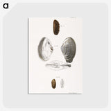 2-76_Zoology-of-New-York_postcard