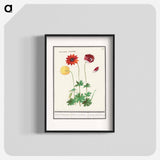 Anemone, Anemone - アンセルムス ボエティウス デ ブート Poster.