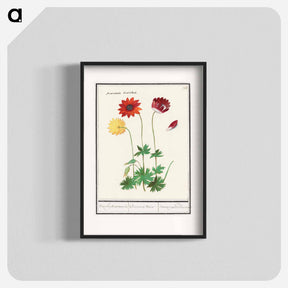 アートポスター-Anemone, Anemone - アンセルムス ボエティウス デ ブート Poster.