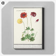 2-77_Anselmus-Boetius-de-Boodt_canvas