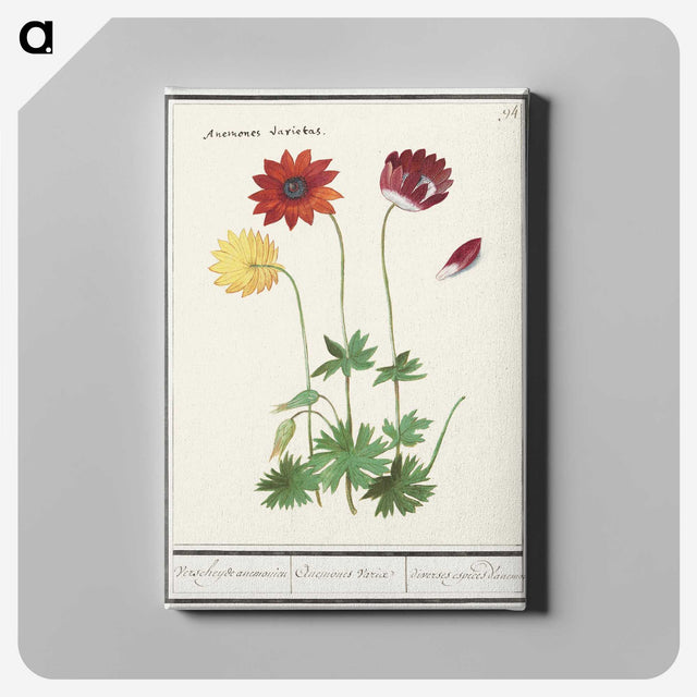 2-77_Anselmus-Boetius-de-Boodt_canvas