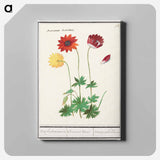 Anemone, Anemone - アンセルムス ボエティウス デ ブート Canvas.