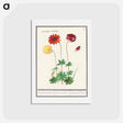 アートポストカード-Anemone, Anemone - アンセルムス ボエティウス デ ブート Postcard.