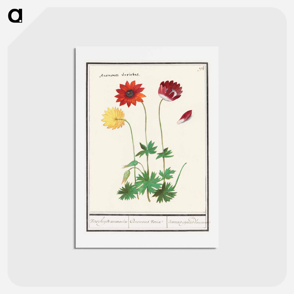 アートポストカード-Anemone, Anemone - アンセルムス ボエティウス デ ブート Postcard.
