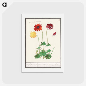 アートポストカード-Anemone, Anemone - アンセルムス ボエティウス デ ブート Postcard.