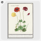 2-77_Anselmus-Boetius-de-Boodt_picture-crop