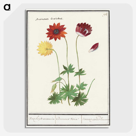 2-77_Anselmus-Boetius-de-Boodt_picture-crop