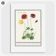 2-77_Anselmus-Boetius-de-Boodt_picture