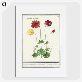 2-77_Anselmus-Boetius-de-Boodt_picture