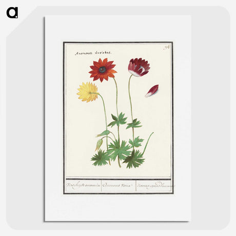 2-77_Anselmus-Boetius-de-Boodt_picture