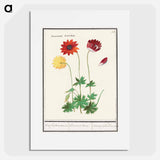 Anemone, Anemone - アンセルムス ボエティウス デ ブート Poster.