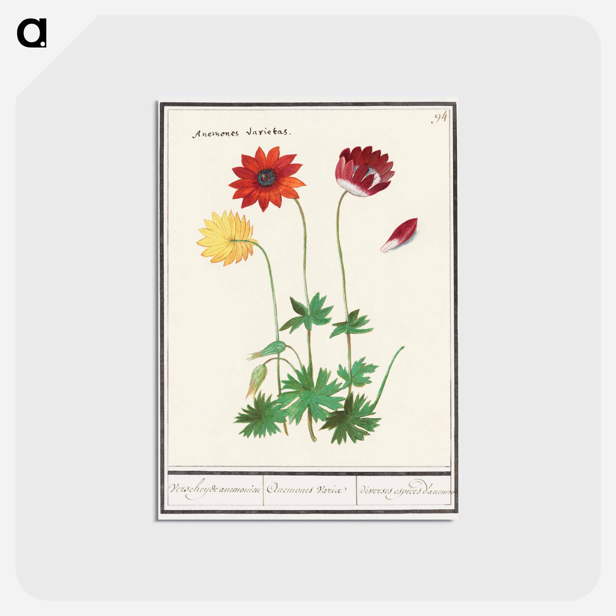 アートポストカード-Anemone, Anemone - アンセルムス ボエティウス デ ブート Postcard.