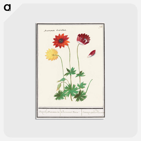 アートポストカード-Anemone, Anemone - アンセルムス ボエティウス デ ブート Postcard.