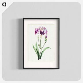 アートポスター-Japanese Iris
 - クリーブランド美術館 Poster.