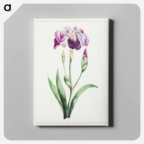 アートパネル-Japanese Iris
 - クリーブランド美術館 Canvas.