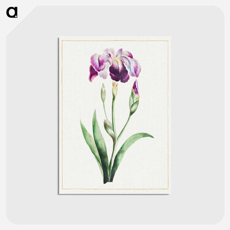 アートポストカード-Japanese Iris
 - クリーブランド美術館 Postcard.