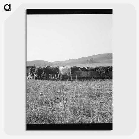 2-77_Dorothea-Lange_picture-crop