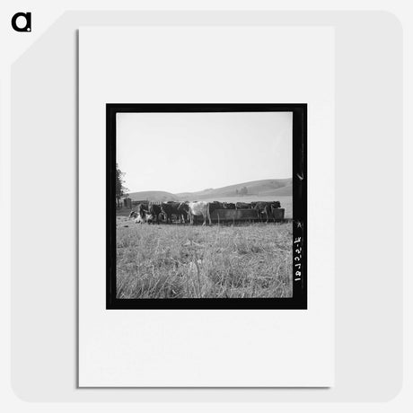 2-77_Dorothea-Lange_picture