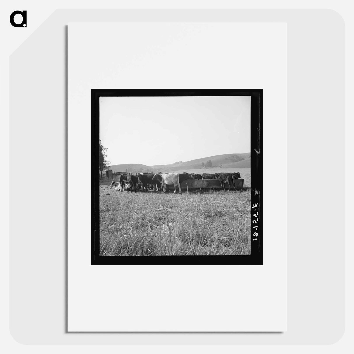 Untitled photo - Dorothea Lange Poster.