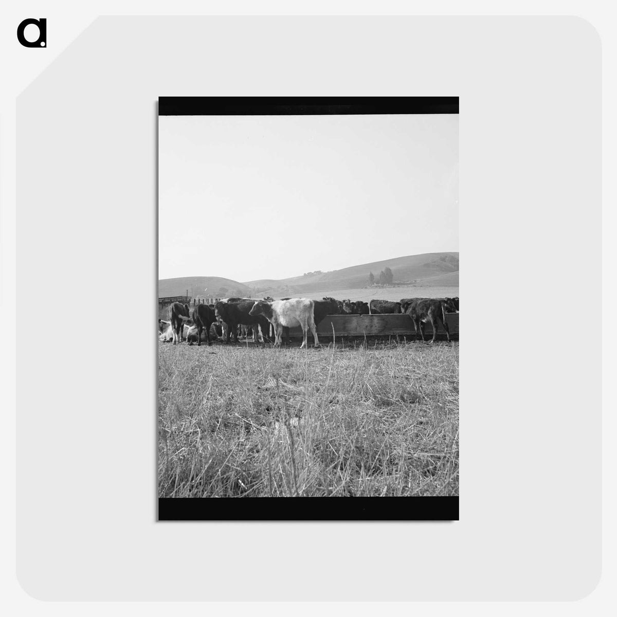 2-77_Dorothea-Lange_postcard