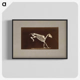 2-77_Eadweard-Muybridge_blk-crop