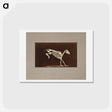 アートポストカード-Leaping Horse Skeleton
 - エドワード マイブリッジ Postcard.