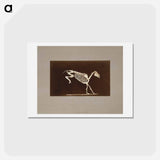 アートポストカード-Leaping Horse Skeleton
 - エドワード マイブリッジ Postcard.