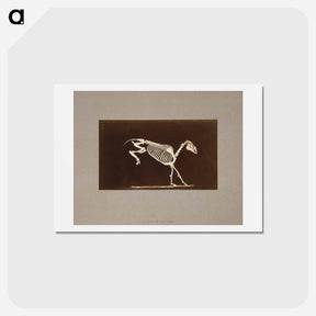 アートポストカード-Leaping Horse Skeleton
 - エドワード マイブリッジ Postcard.