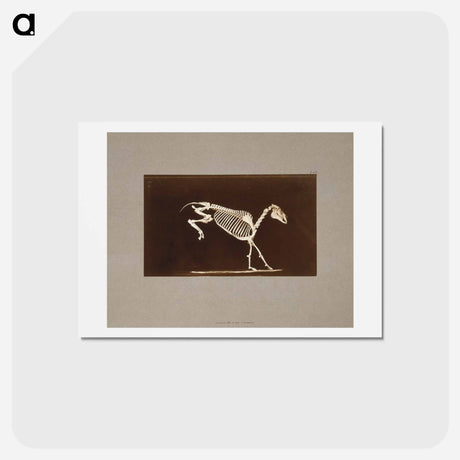 アートポストカード-Leaping Horse Skeleton
 - エドワード マイブリッジ Postcard.