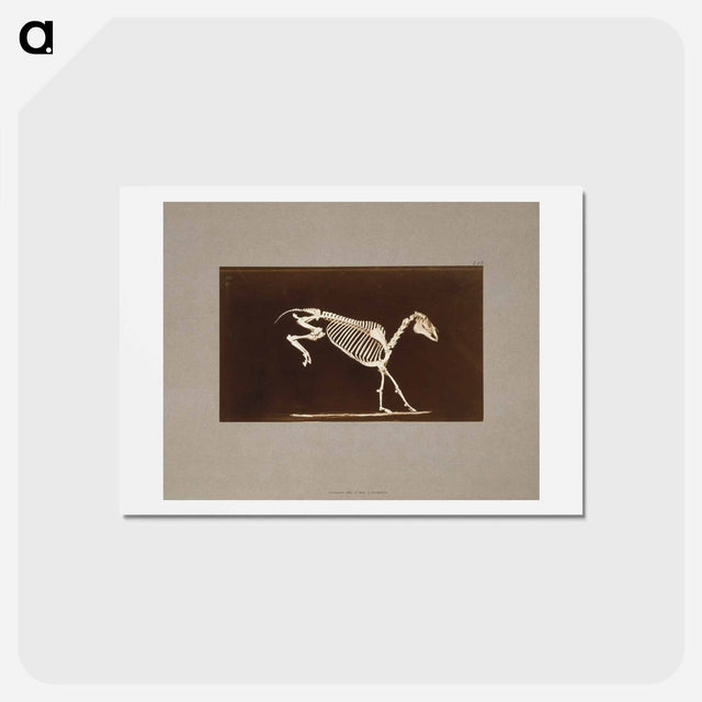 アートポストカード-Leaping Horse Skeleton
 - エドワード マイブリッジ Postcard.