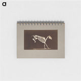 アートメモ帳-Leaping Horse Skeleton
 - エドワード マイブリッジ Memo.