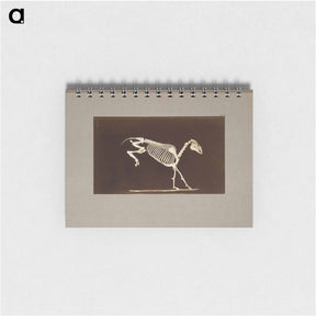 アートメモ帳-Leaping Horse Skeleton
 - エドワード マイブリッジ Memo.