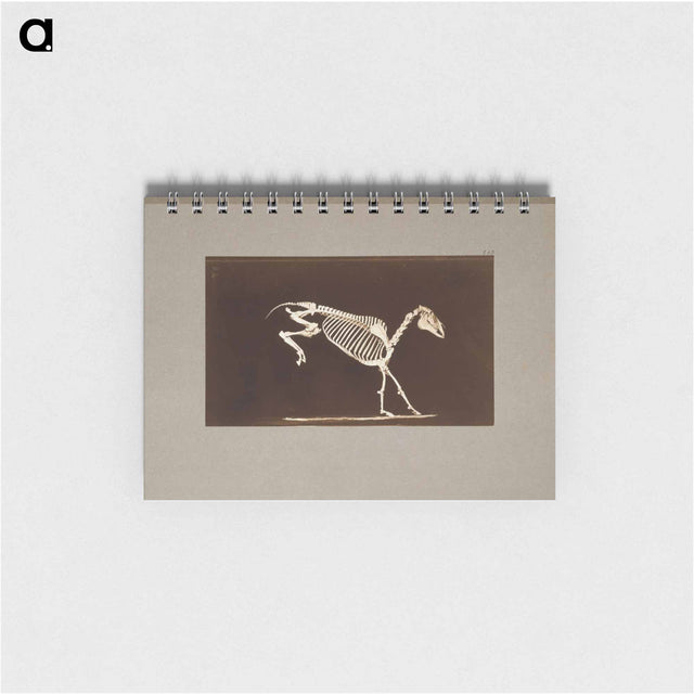アートメモ帳-Leaping Horse Skeleton
 - エドワード マイブリッジ Memo.