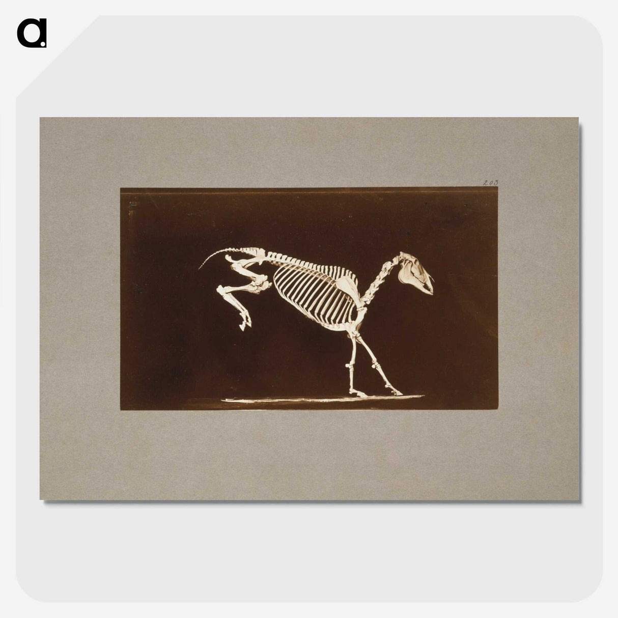 2-77_Eadweard-Muybridge_picture-crop