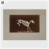 2-77_Eadweard-Muybridge_picture-crop