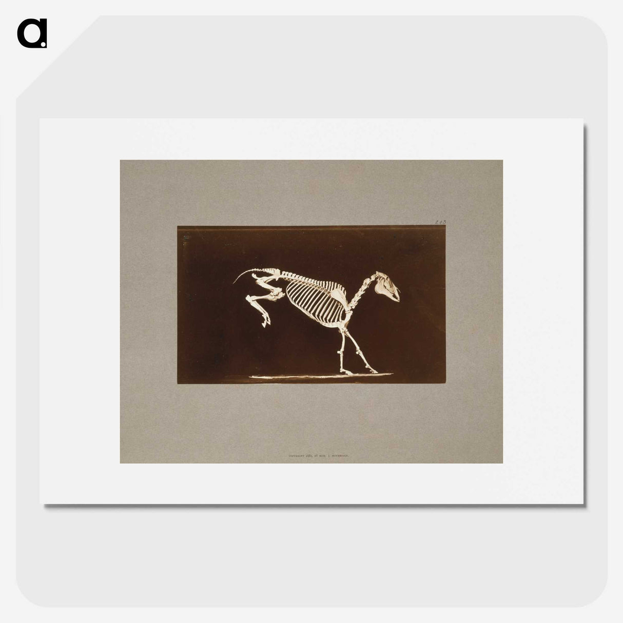 2-77_Eadweard-Muybridge_picture